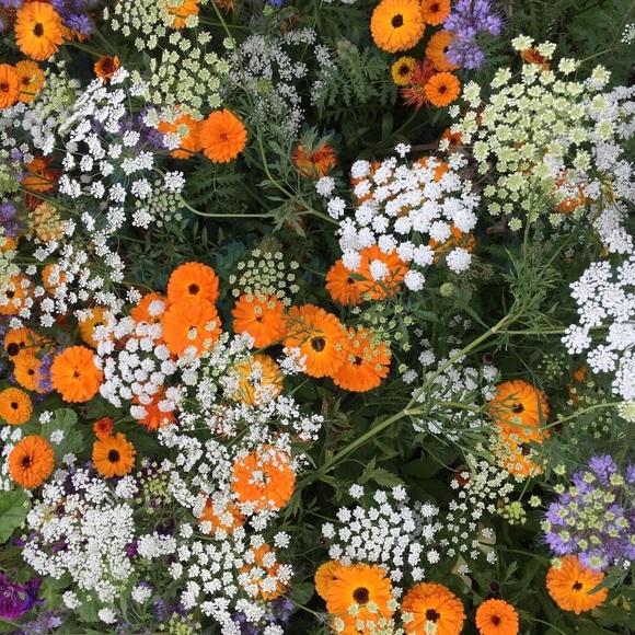 Meet your Posher, Brooke - Picture 1 of 1